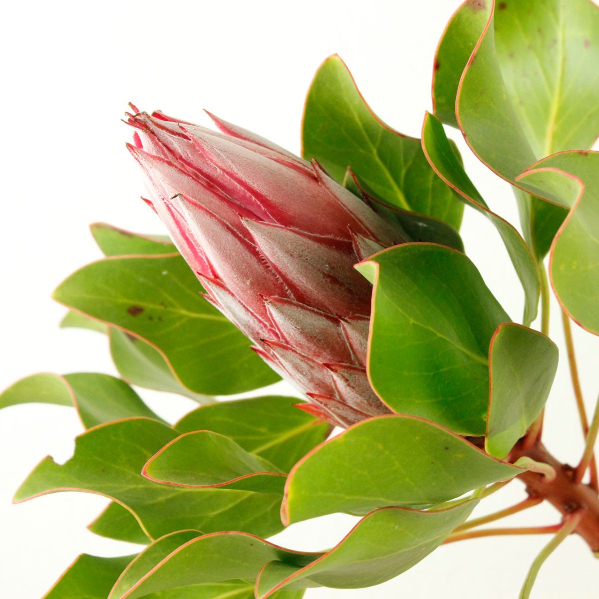 直前 キングプロテア ベイビー ピンク 50cm 小さめのキングプロテア 通販 はなどんやアソシエ 直前 キングプロテア ベイビー ピンク 50cm 小さめのキングプロテア 通販 はなどんやアソシエ