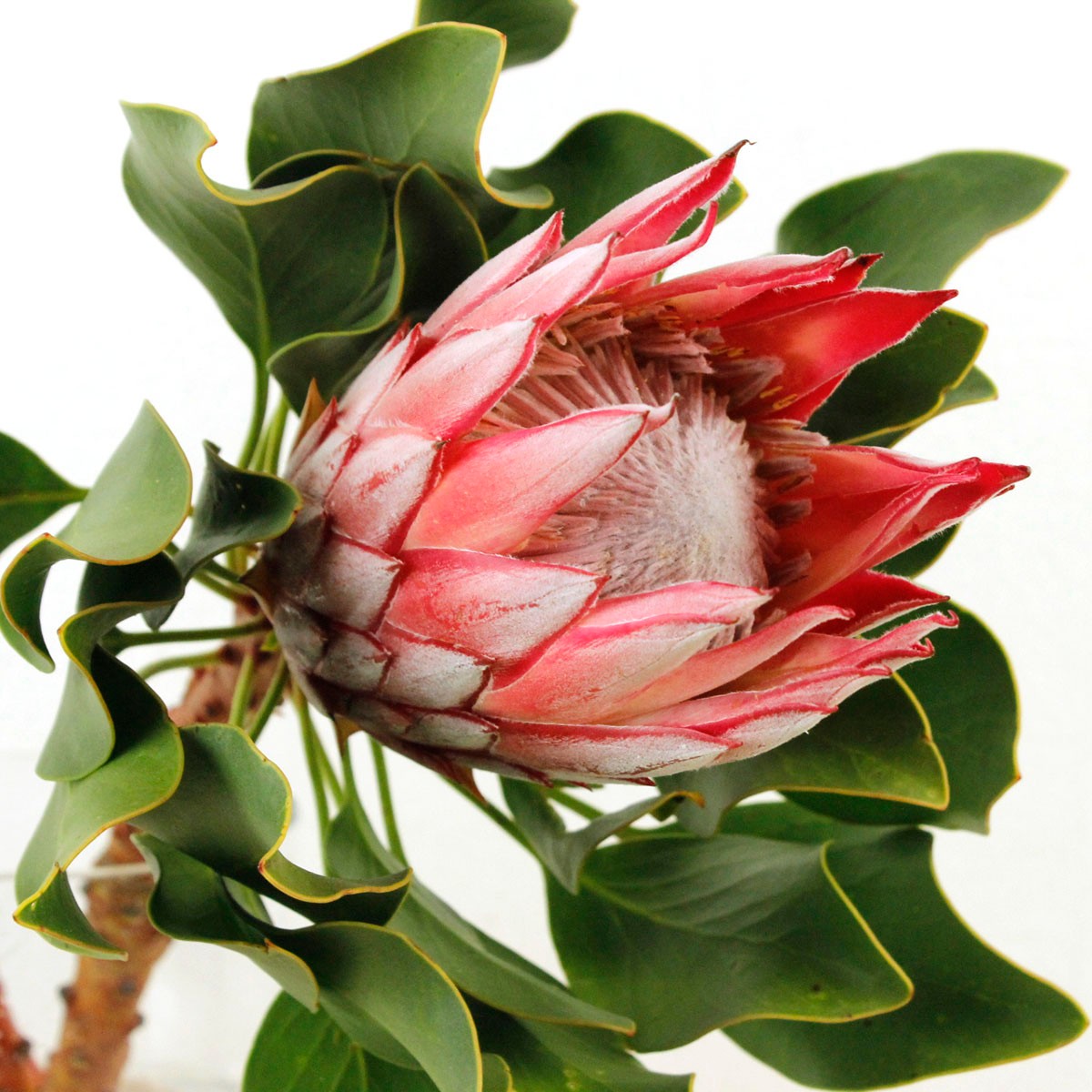 生花 キングプロテア ベイビー ピンク 50cm 小さめのキングプロテア 通販 はなどんやアソシエ 生花 キングプロテア ベイビー ピンク 50cm 小さめのキングプロテア 通販 はなどんやアソシエ