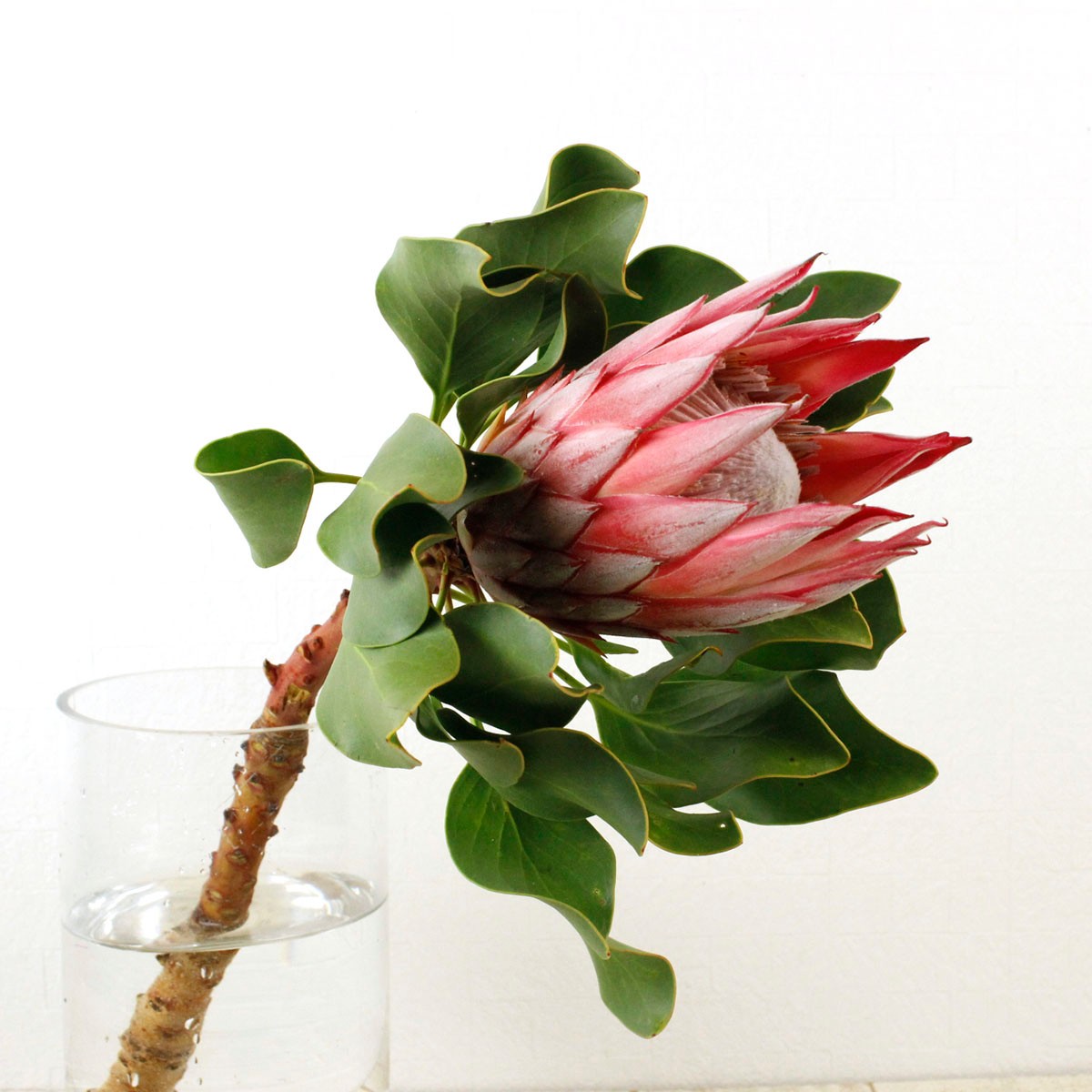 直前 キングプロテア ベイビー ピンク 50cm 小さめのキングプロテア 通販 はなどんやアソシエ 直前 キングプロテア ベイビー ピンク 50cm 小さめのキングプロテア 通販 はなどんやアソシエ