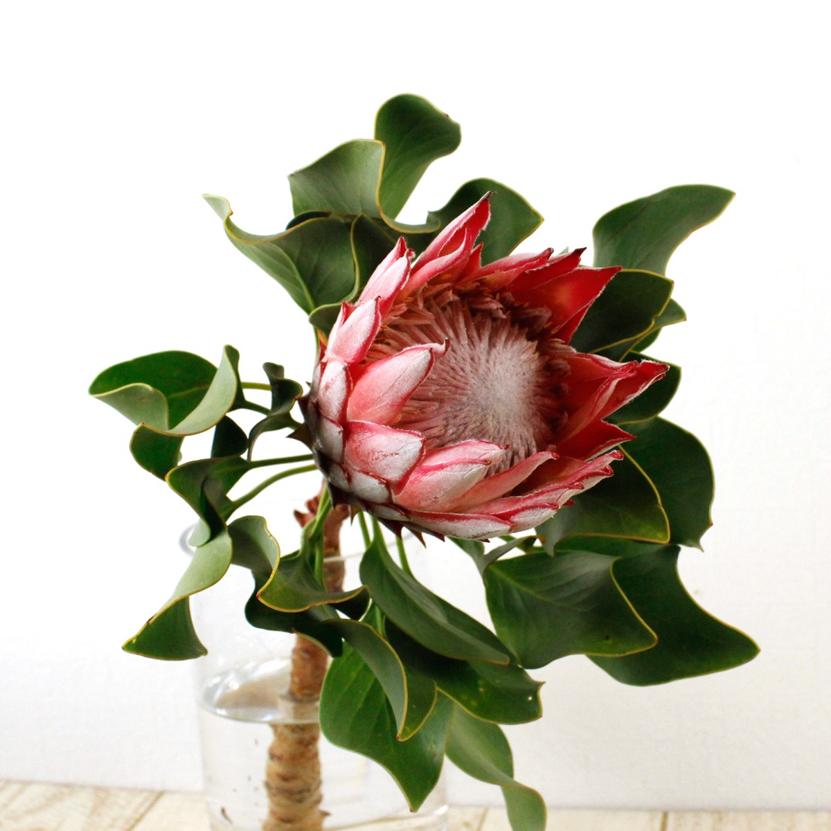 生花 キングプロテア ベイビー ピンク 50cm 小さめのキングプロテア 通販 はなどんやアソシエ 生花 キングプロテア ベイビー ピンク 50cm 小さめのキングプロテア 通販 はなどんやアソシエ