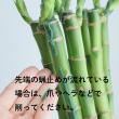 【生花】スパイラルバンブー(60cm)【OT】