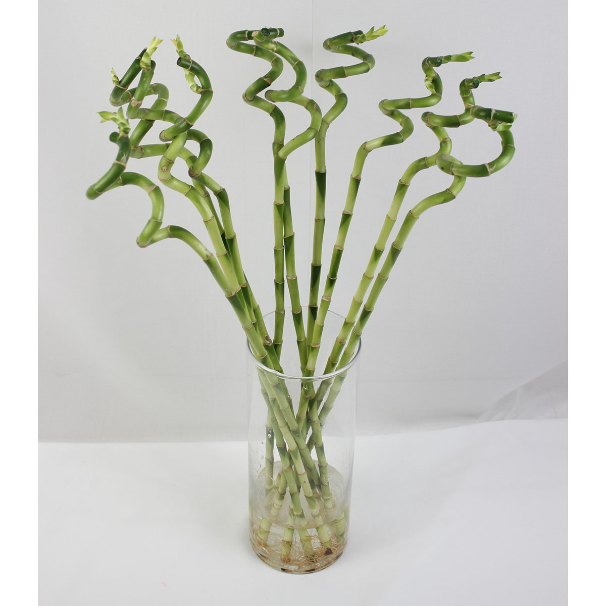 生花 スパイラルバンブー 50cm 通販 はなどんやアソシエ 生花 スパイラルバンブー 50cm 通販 はなどんやアソシエ