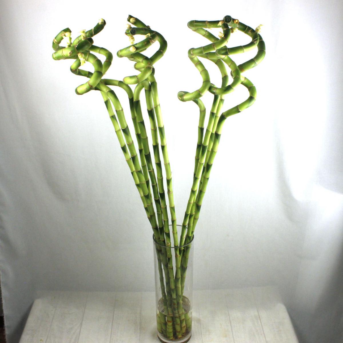 直前 スパイラルバンブー 90cm 生花 通販 はなどんやアソシエ 直前 スパイラルバンブー 90cm 生花 通販 はなどんやアソシエ