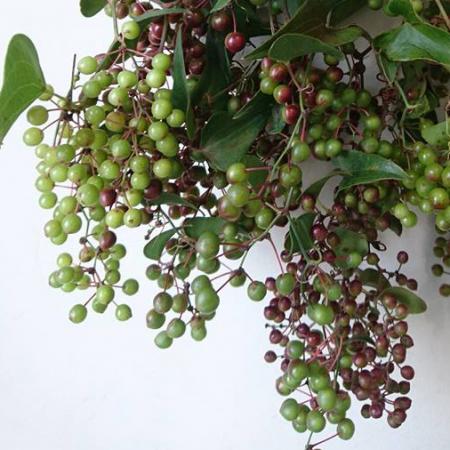 【生花】イタリアンベリー※商品説明お読みください。　【SHI】6/6-9お届け【WE】