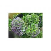 ※販売期間外※【生花】秋色アジサイ(ブルー系)