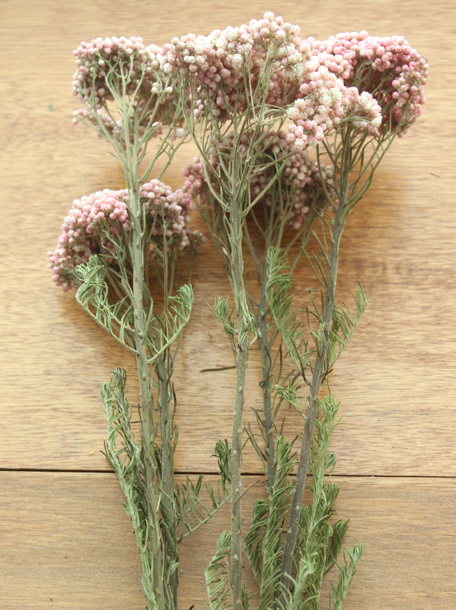 ドライ】J・flow/ライスフラワー 淡いピンク〜白(束)※葉なし