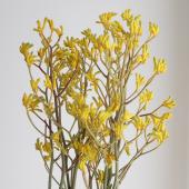 【生花】輸入カンガルーポー（黄色）70ＣＭ　ブッシュドーンなど【OR-89】