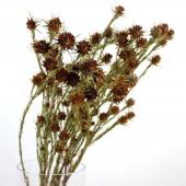 ドライ】J・flow/リューカデンドロ ジュビリークラウン 束8-10本【L1