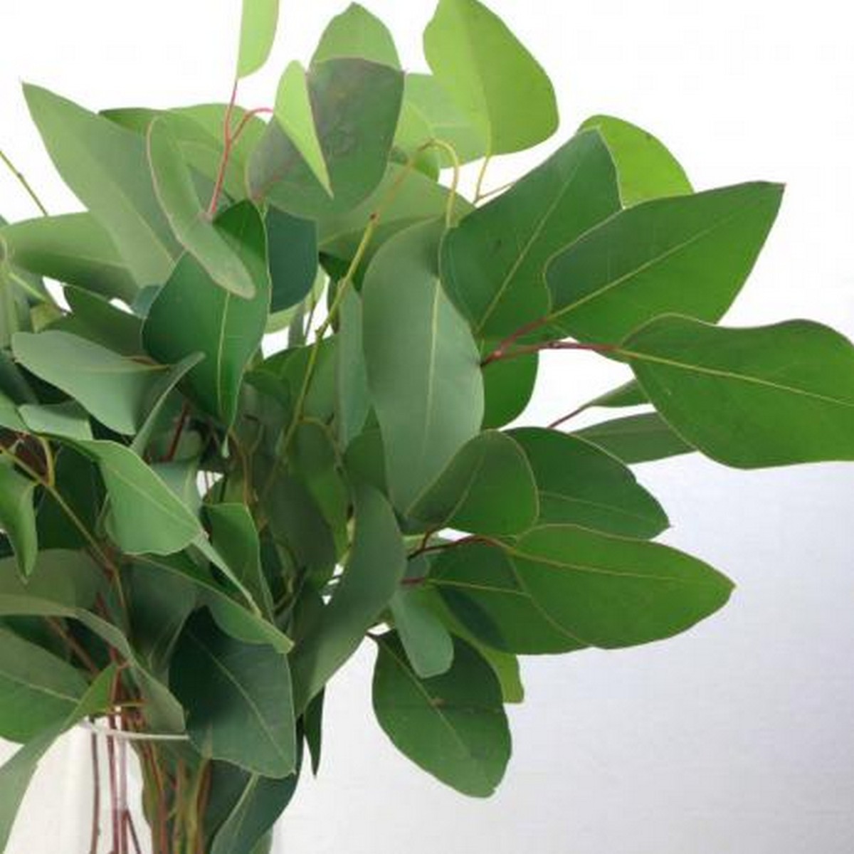 生花】輸入ユーカリ ポプラスリーフ 40cm程度 本数単位 - 花材通販は 