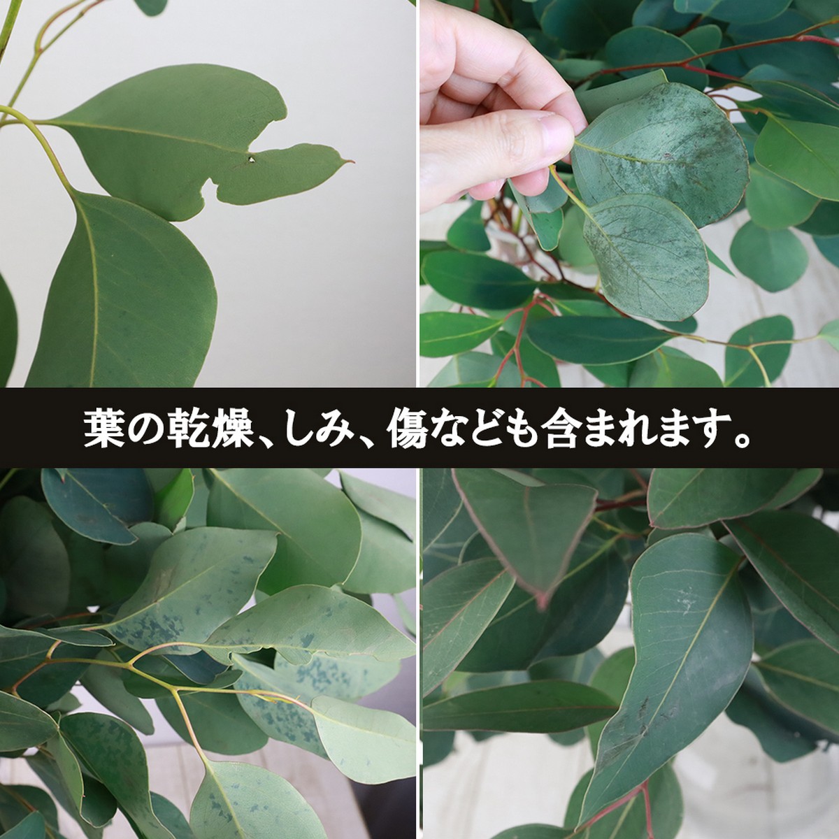 生花】輸入ユーカリ ポプラスリーフ 40cm程度 本数単位 - 花材通販は 