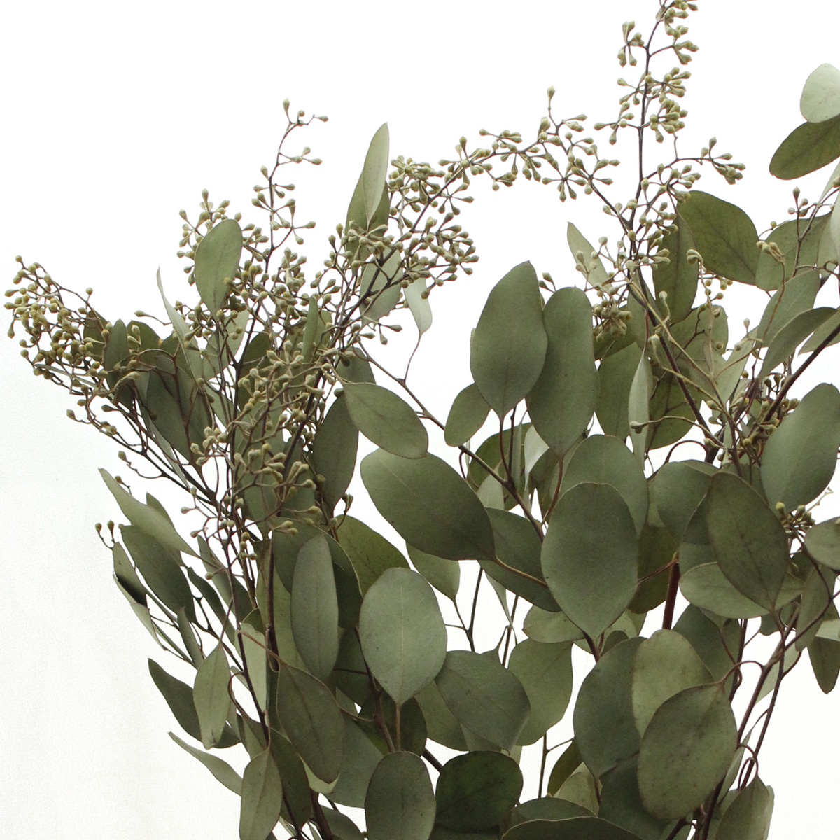 ドライ J Flow ユーカリ ポプラスベリー実付き 1束約3 5本 L1 11 通販 はなどんやアソシエ ドライ J Flow ユーカリ ポプラスベリー実付き 1束約3 5本 L1 11 通販 はなどんやアソシエ