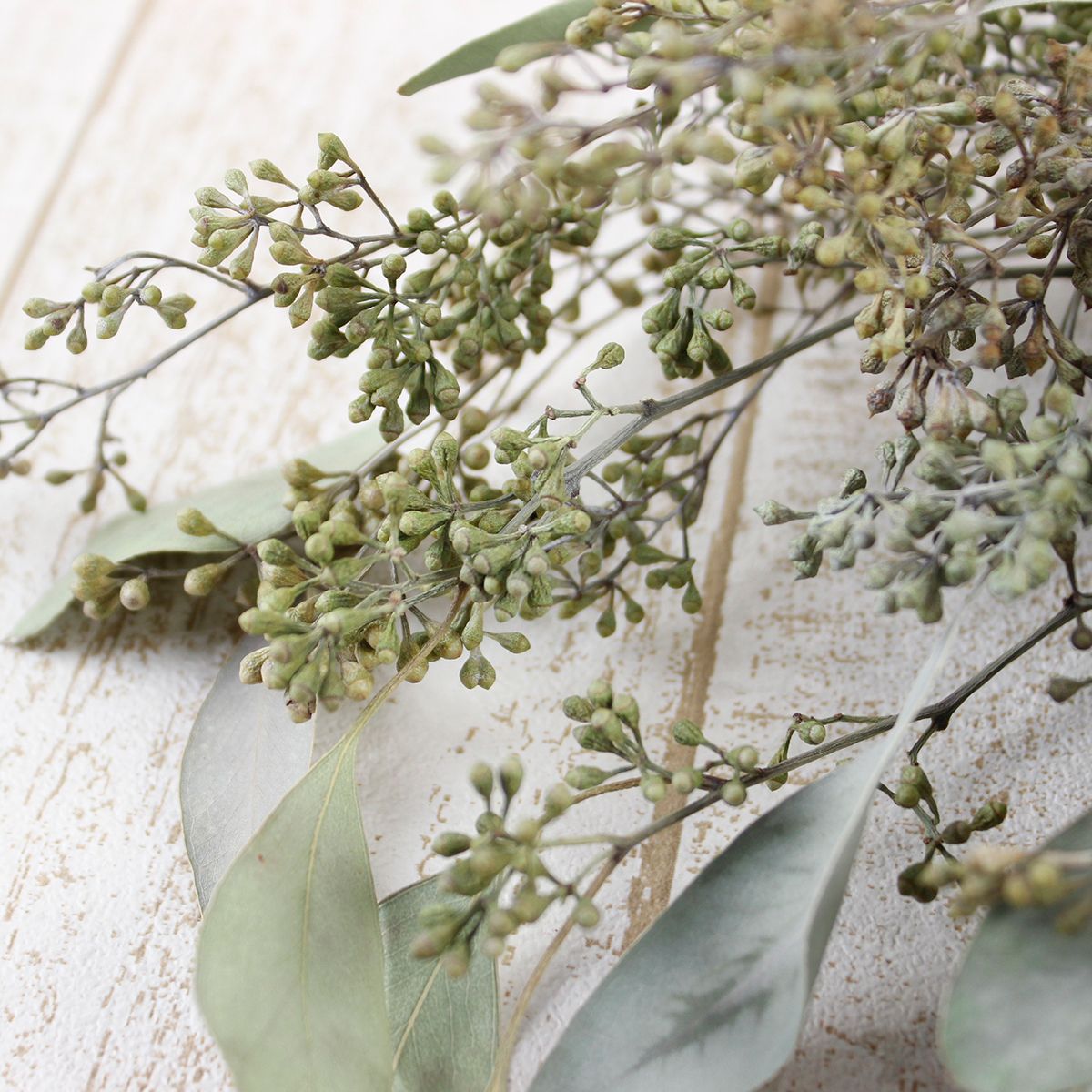 ドライ】J・flow/ネイキッドポプラスベリー 約50g 【S1-22】 - 花材