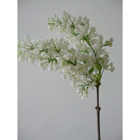 組立 プーノ 契約した 切り花 ライラック Shaplagrambd Com 組立 プーノ 契約した 切り花 ライラック Shaplagrambd Com