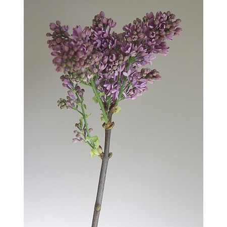 生花 輸入ライラック 紫2ヘッド ケース本入り 早締切71 通販 はなどんやアソシエ 生花 輸入ライラック 紫2ヘッド ケース本入り 早締切71 通販 はなどんやアソシエ