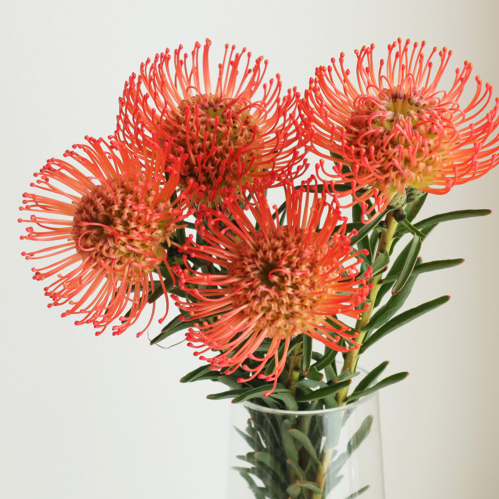生花 ピンクッション サクセション オレンジ 40cm Or 通販 はなどんやアソシエ 生花 ピンクッション サクセション オレンジ 40cm Or 通販 はなどんやアソシエ