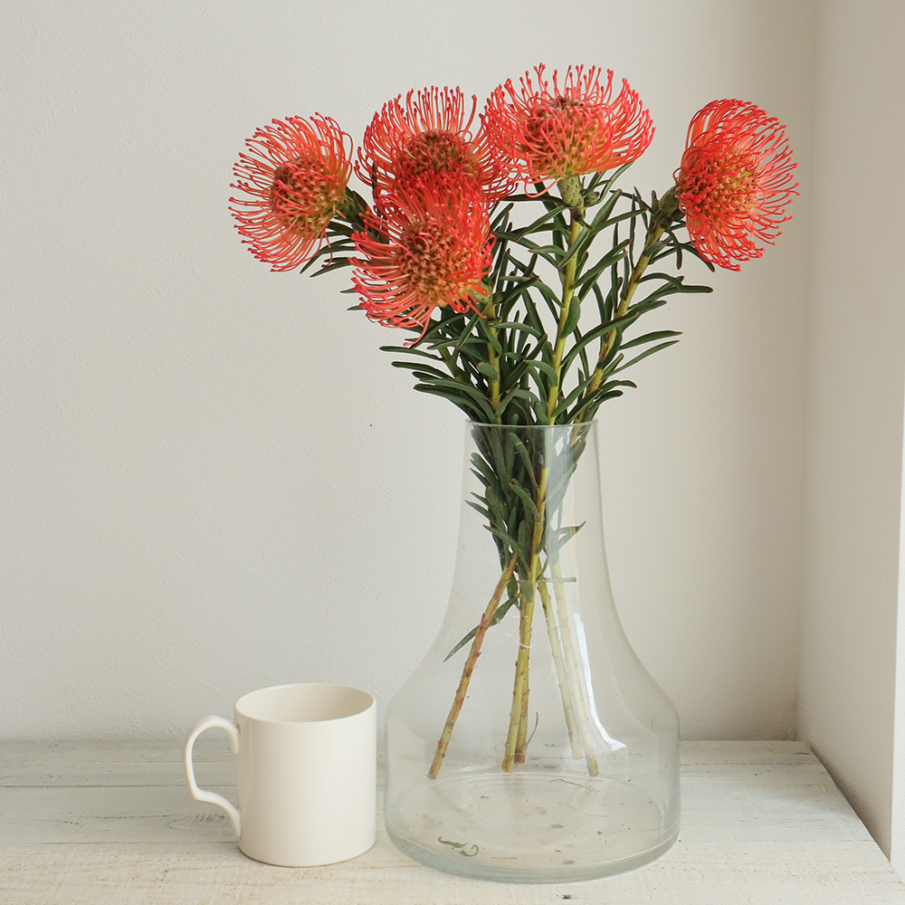 生花 ピンクッション サクセション オレンジ 40cm Ot 通販 はなどんやアソシエ 生花 ピンクッション サクセション オレンジ 40cm Ot 通販 はなどんやアソシエ