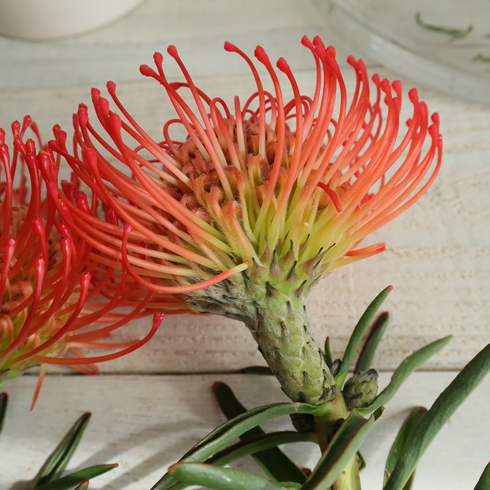 生花 ピンクッション サクセション オレンジ 40cm Ot 通販 はなどんやアソシエ 生花 ピンクッション サクセション オレンジ 40cm Ot 通販 はなどんやアソシエ