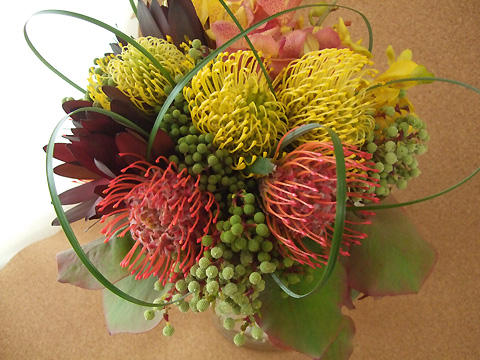 すべての花の画像 ラブリーピンクッション 花 すべての花の画像 ラブリーピンクッション 花