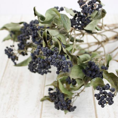 【ドライ】J・flow/長作園のヘデラベリー(黒実)約8〜10本【SA-18】