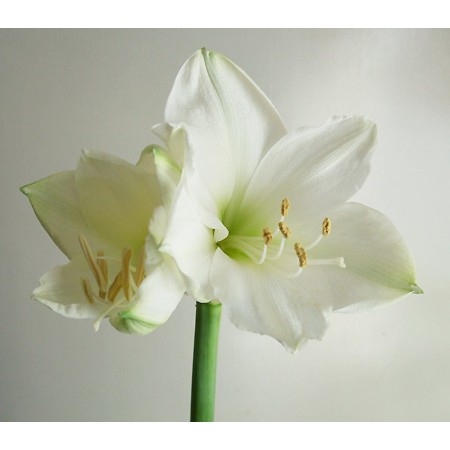 直前 アマリリス 白系おまかせ クリスマスギフトなど 生花 通販 はなどんやアソシエ 直前 アマリリス 白系おまかせ クリスマスギフトなど 生花 通販 はなどんやアソシエ