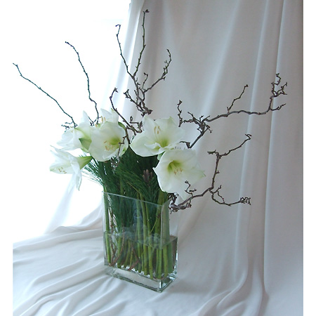 直前 アマリリス 白系おまかせ クリスマスギフトなど 生花 通販 はなどんやアソシエ 直前 アマリリス 白系おまかせ クリスマスギフトなど 生花 通販 はなどんやアソシエ