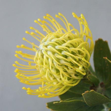 【生花】ピンクッション サンビーム(黄)50cm 【OR-83】※月曜入荷少