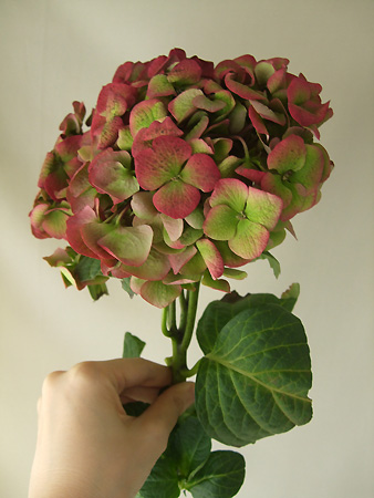 直前1126 生花 輸入アジサイ アンティークレッド 40センチ 通販 はなどんやアソシエ 直前1126 生花 輸入アジサイ アンティークレッド 40センチ 通販 はなどんやアソシエ