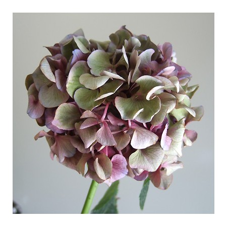 生花 秋色アジサイ ピンクパープル系 通販 はなどんやアソシエ 生花 秋色アジサイ ピンクパープル系 通販 はなどんやアソシエ