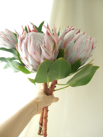 生花 キングプロテア 40センチ 今週のオトク 通販 はなどんやアソシエ 生花 キングプロテア 40センチ 今週のオトク 通販 はなどんやアソシエ