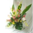 【生花】プロテア　ロビン 40cm程度(赤×クリーム)※木金届け入荷少【OTOT】