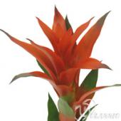 ※販売期間外※【生花】グズマニア　チェリー（赤）
