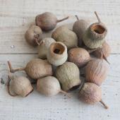 ドライ/即納】J・flow/ユーカリ ベルガムナッツの実(ナチュラル