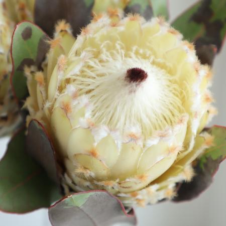 ユーカリの実|生花 実物 通販 - はなどんやアソシエ