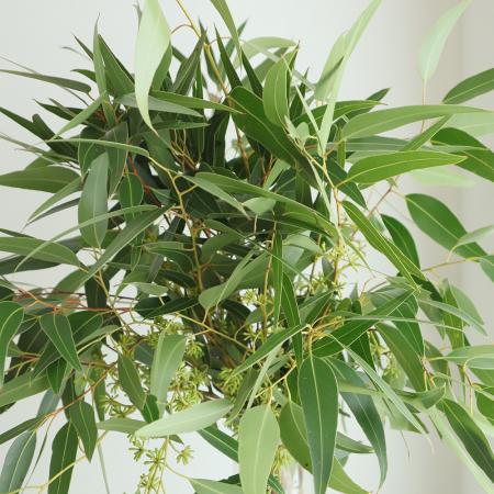 【08直前!】ユーカリ　ベリーズ　60cm程度 【OR-83】