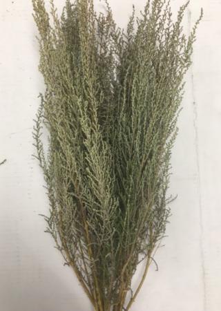 【生花】ストエベ　プルモサス【WE】6/17-18届け