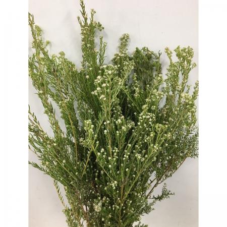 【直前!】フィリカ　エリコロイデス(ホワイトフィリカ)50cm 南アフリカ産