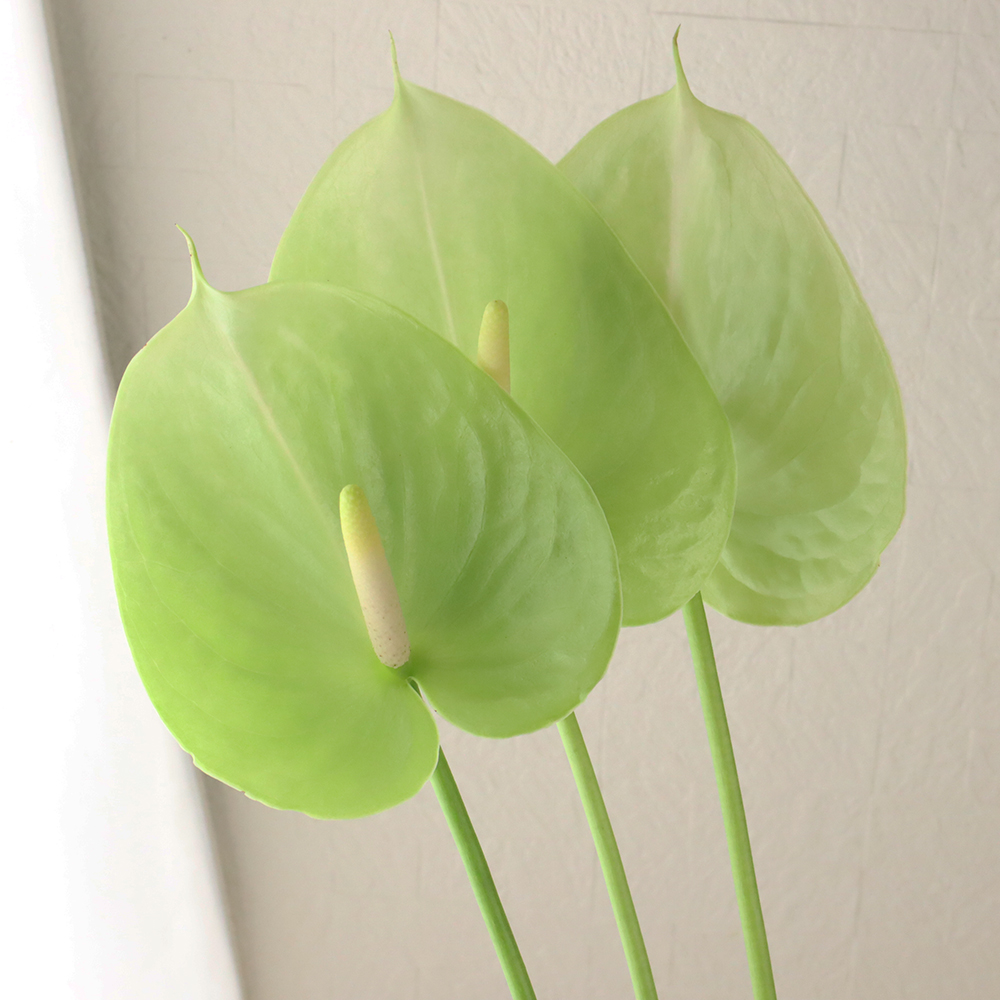 お*る様 73 S&P アンスリウム 原種 サブシグネイタム Subsignat