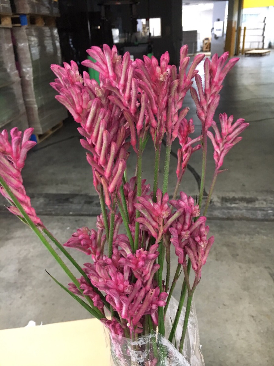 ITA1122-17】カンガルーポー ピンク 40cm - 花材通販はなどんやアソシエ