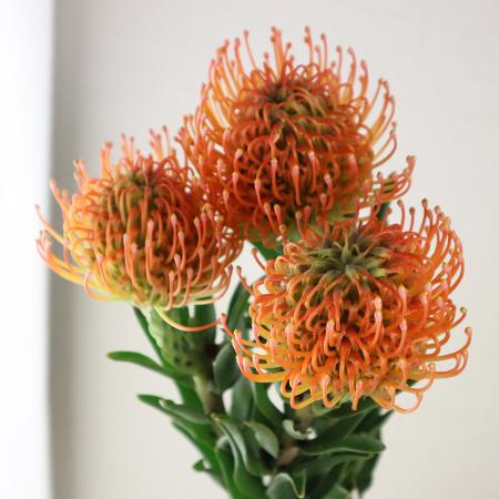 オレンジ1個 JPクッション 5色セット オレンジ1個 JPクッション 5色