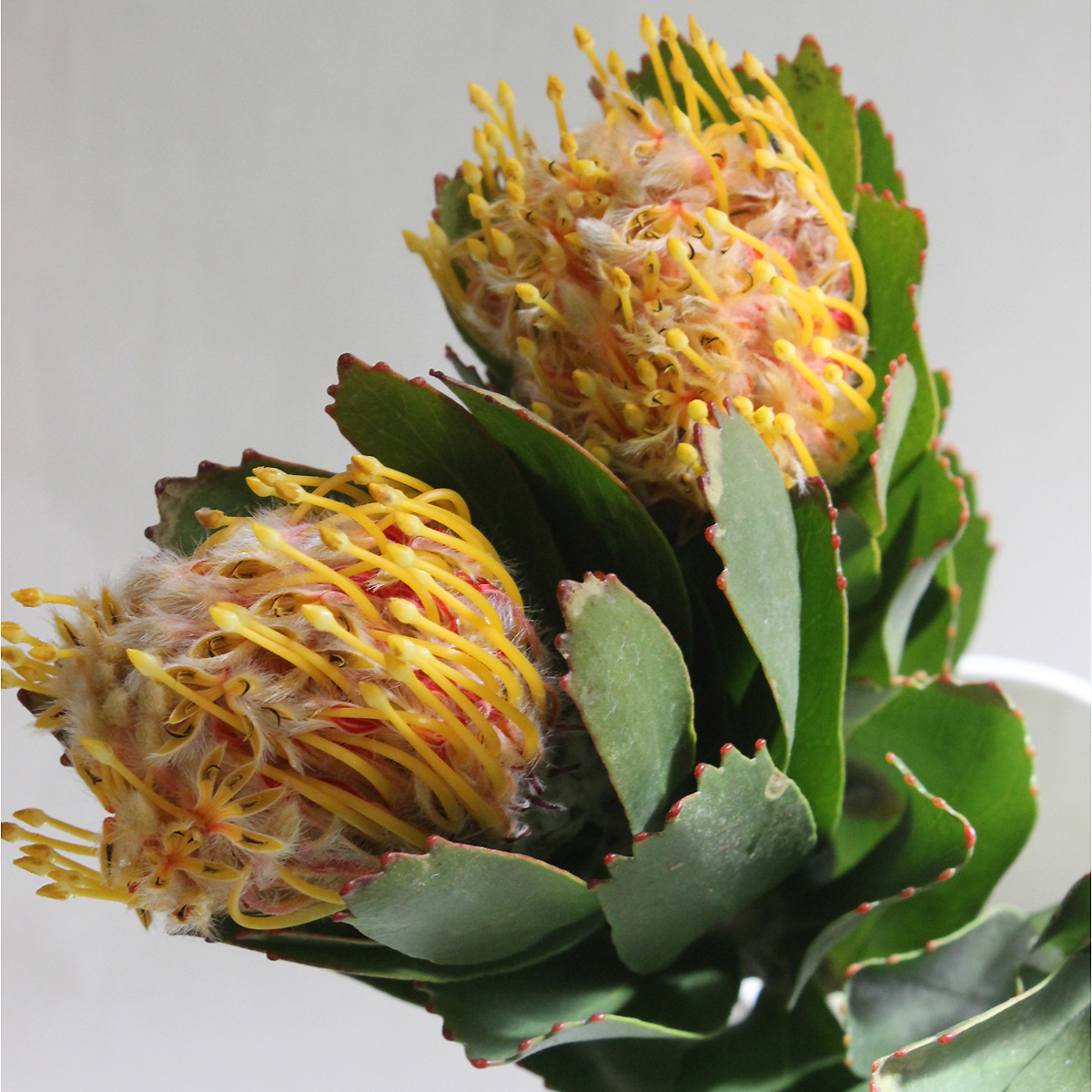 油彩画F8号 「ピンクッション ゴールドダスト」 油彩画F8号