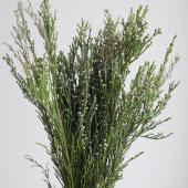 ※販売期間外※【生花】BRブルニア　ウールブッシュ（束）50cm【OTOT】