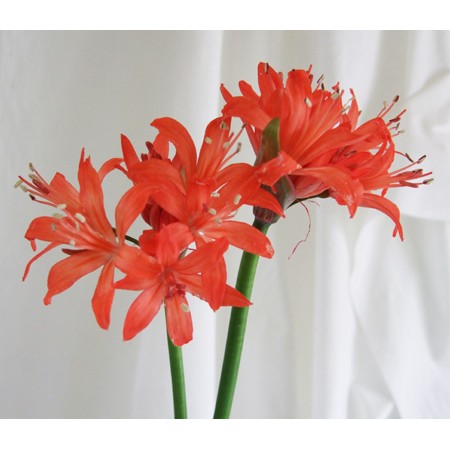 【生花】ダイヤモンドリリー(オレンジ系)25cm今週のオトク!岩手産【OT】