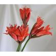 【生花】ダイヤモンドリリー(オレンジ系)25cm今週のオトク!岩手産【OT】