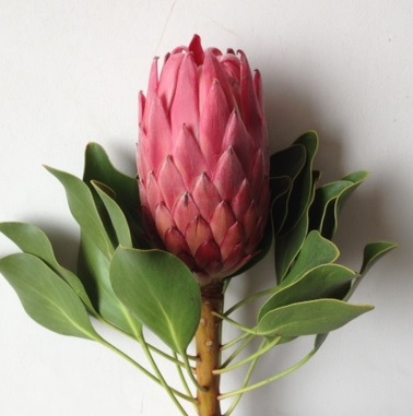 【生花】プロテア　レッドレックス　50cm　【OR-83】※月曜入荷少・早締切