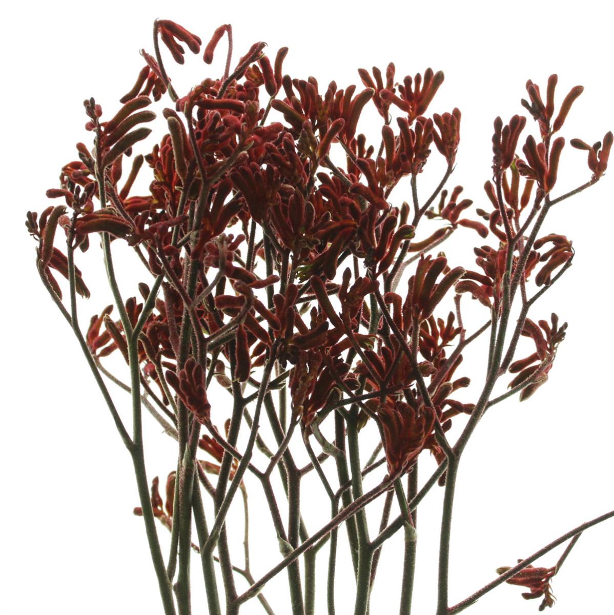 ITA1119-13+15】カンガルーポー(レッド)90cm 輸入 - 花材通販はなどん