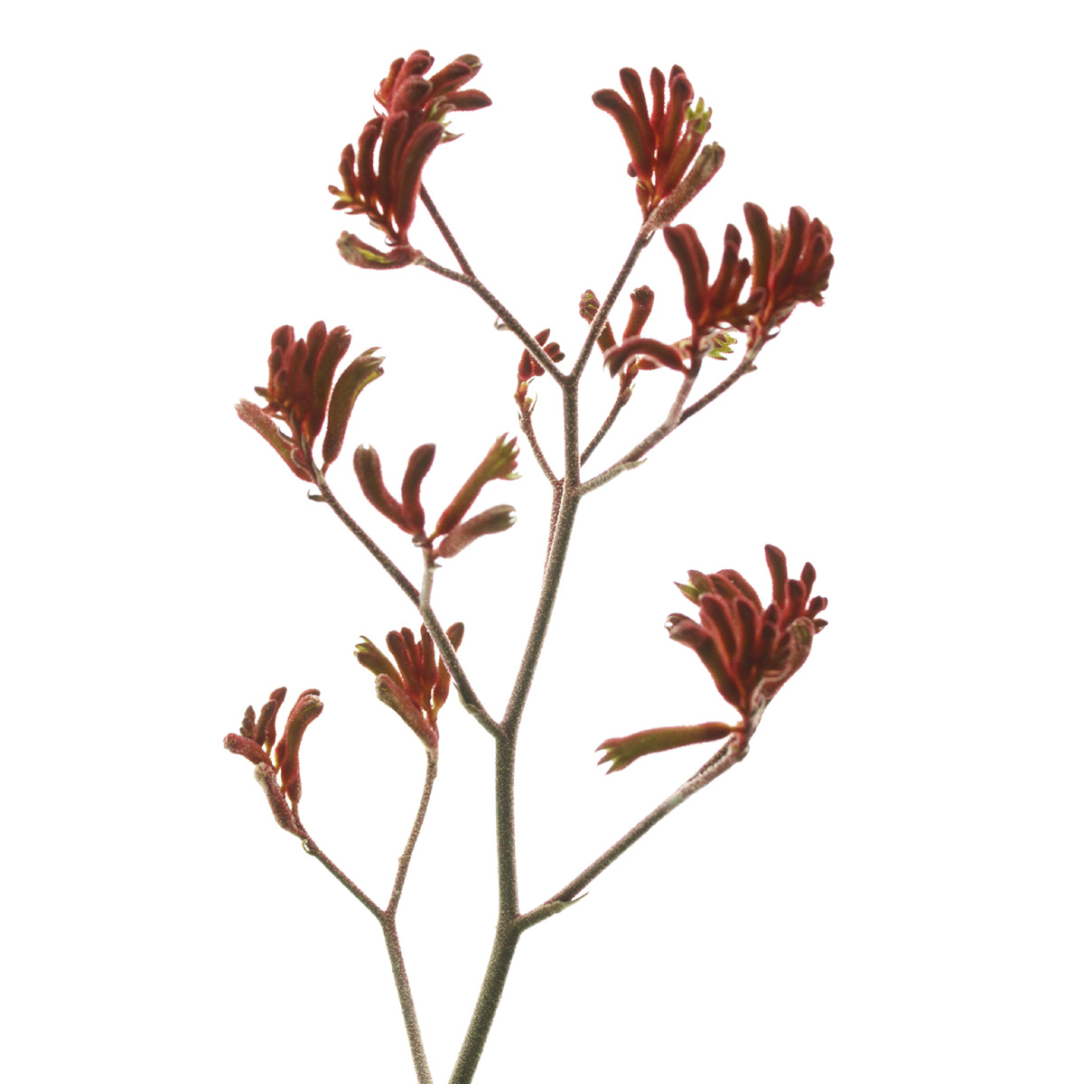 ITA1119-13+15】カンガルーポー(レッド)90cm 輸入 - 花材通販はなどん