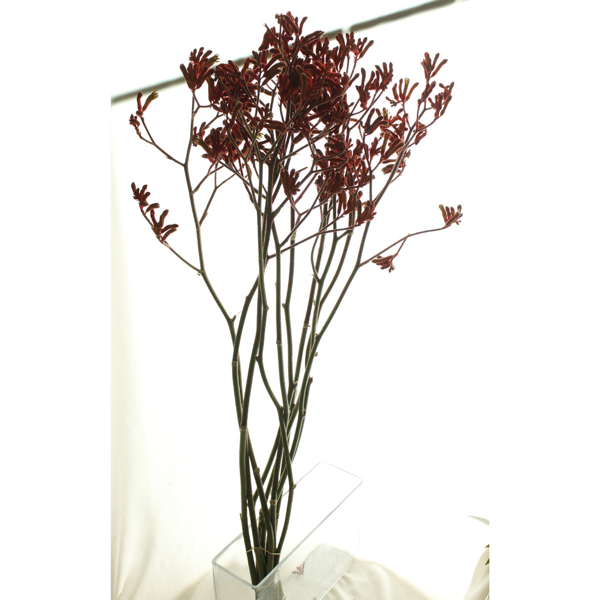 ITA1119-13+15】カンガルーポー(レッド)90cm 輸入 - 花材通販はなどん