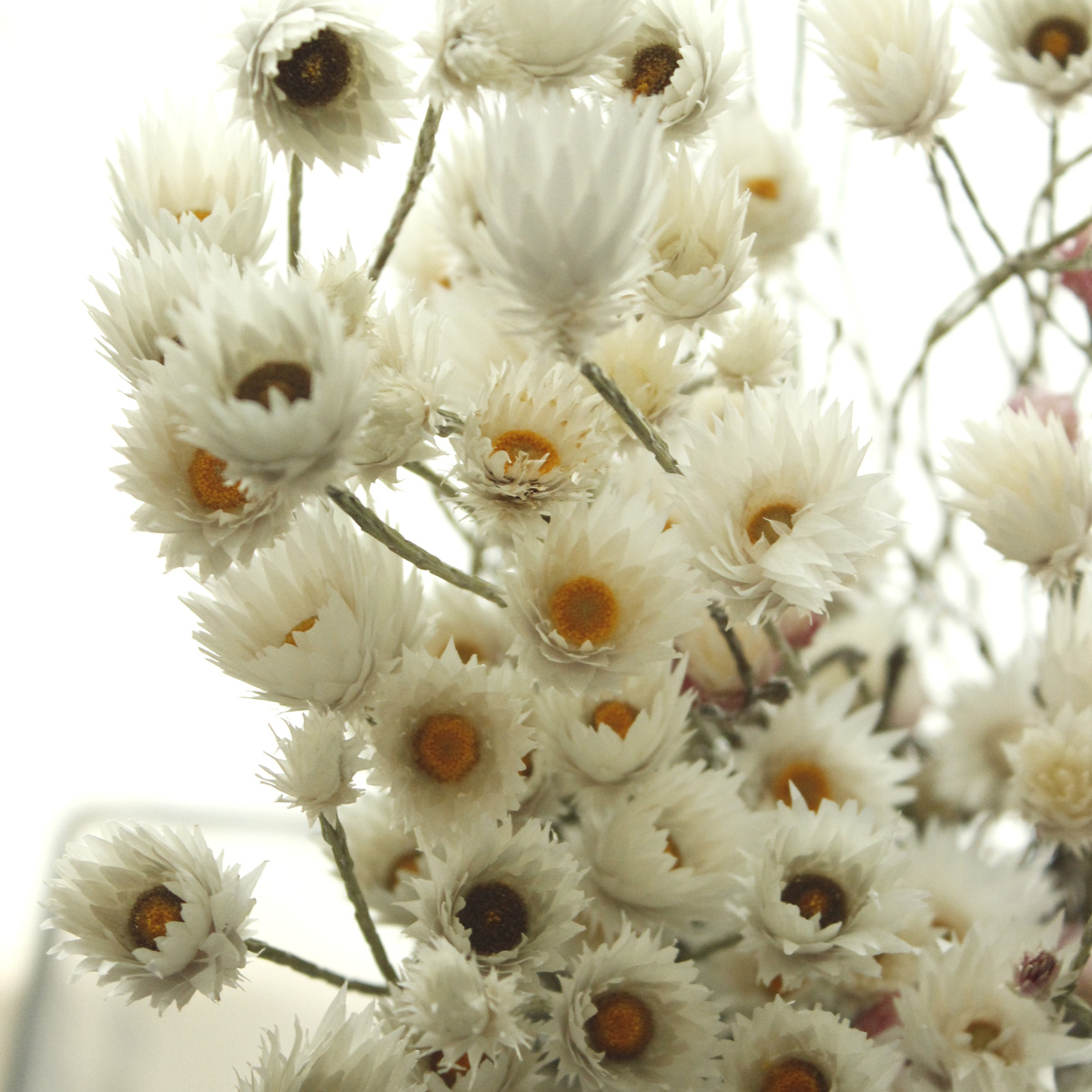 生花 シンカルファ エバーラスティング ほぼドライの入荷になります Or Otot 通販 はなどんやアソシエ 生花 シンカルファ エバーラスティング ほぼドライの入荷になります Or Otot 通販 はなどんやアソシエ