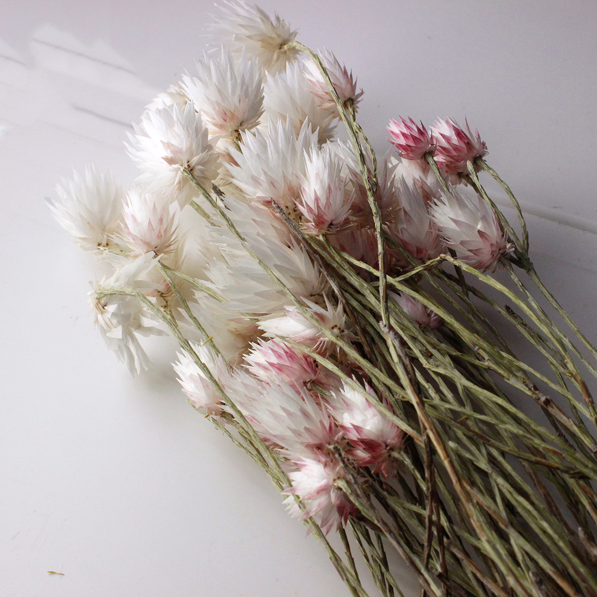 生花 シンカルファ エバーラスティング ほぼドライの入荷になります Or Otot 通販 はなどんやアソシエ 生花 シンカルファ エバーラスティング ほぼドライの入荷になります Or Otot 通販 はなどんやアソシエ