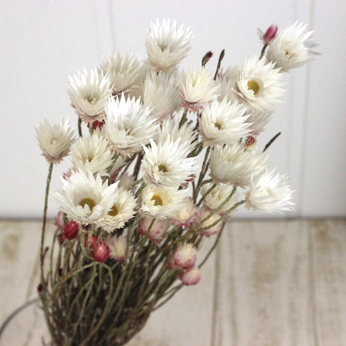 生花 シンカルファ エバーラスティング ほぼドライの入荷になります Or Otot 通販 はなどんやアソシエ 生花 シンカルファ エバーラスティング ほぼドライの入荷になります Or Otot 通販 はなどんやアソシエ